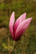 magnolia-appolo-cece090404-2