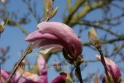 magnolia-betty-herkenrode-bencho0904051