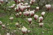 magnolia-bjuv-herkenrode090405-02