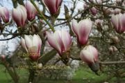 magnolia-bjuv-herkenrode090405-03