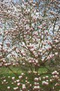 magnolia-bjuv-herkenrode090405-08