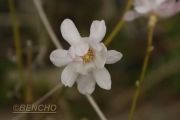 magnolia-china-town-cece090404-2