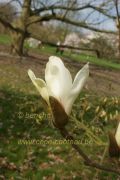 magnolia-cylindrica-b-herkenrode090405-2